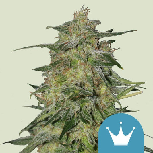 ROYAL HIGHNESS CBD FEM X1 ROYAL QUEEN SEEDS