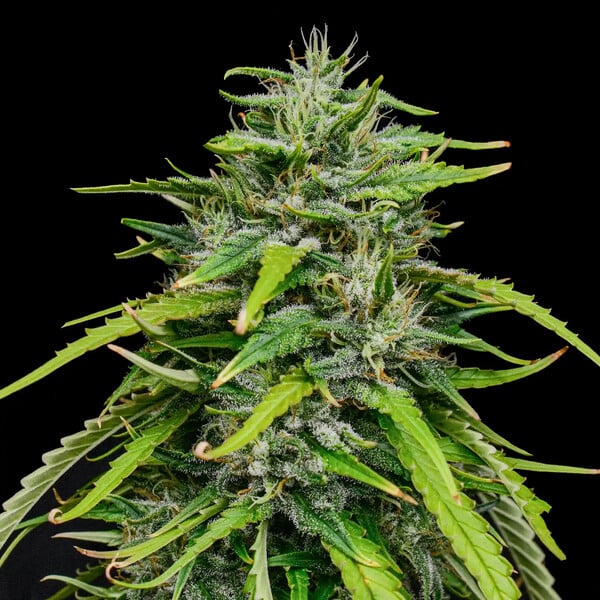 ROYAL HIGHNESS CBD FEM X1 ROYAL QUEEN SEEDS