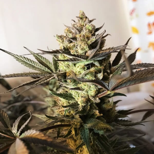 ROYAL HIGHNESS CBD FEM X1 ROYAL QUEEN SEEDS
