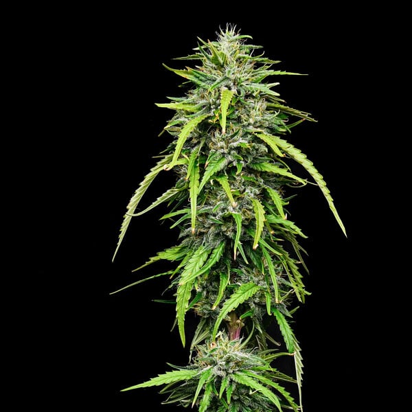 ROYAL HIGHNESS CBD FEM X1 ROYAL QUEEN SEEDS