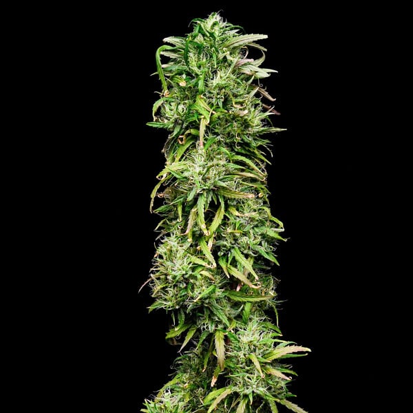 ROYAL HIGHNESS CBD FEM X1 ROYAL QUEEN SEEDS