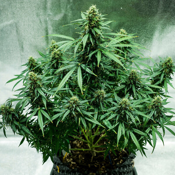 ROYAL JACK AUTO X5 ROYAL QUEEN SEEDS
