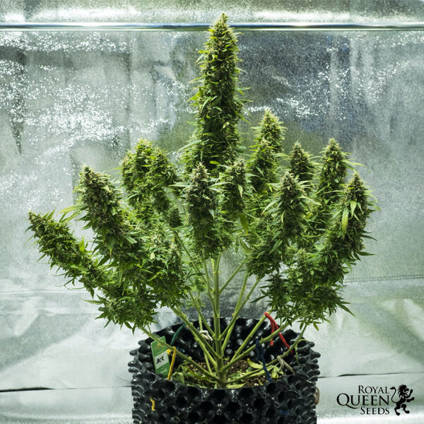 ROYAL JACK AUTO X5 ROYAL QUEEN SEEDS