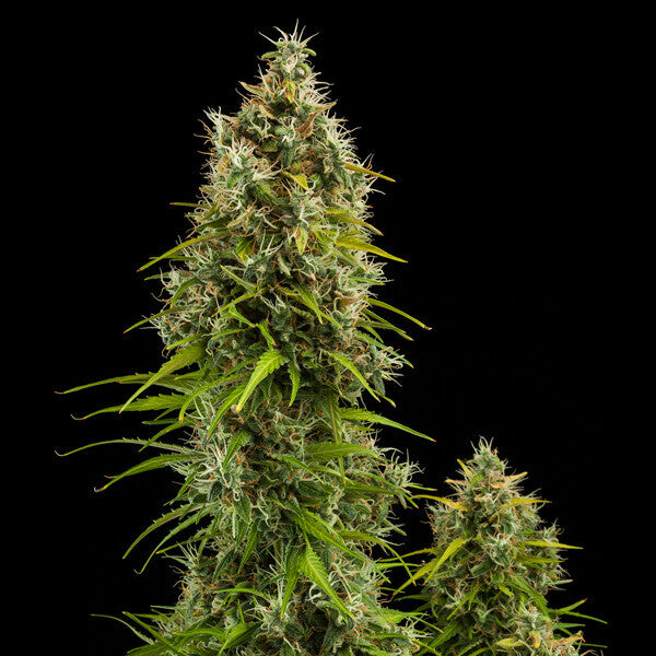 ROYAL JACK AUTO X5 ROYAL QUEEN SEEDS
