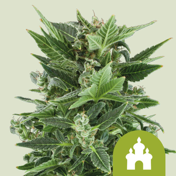 ROYAL KUSH AUTO X1 ROYAL QUEEN SEEDS