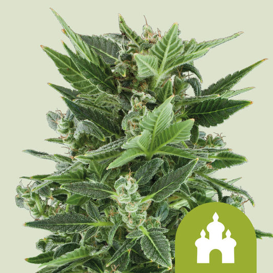 ROYAL KUSH AUTO X1 ROYAL QUEEN SEEDS
