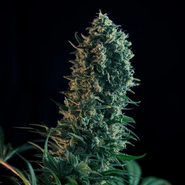 ROYAL MEDIC CBD FEM X1 ROYAL QUEEN SEEDS