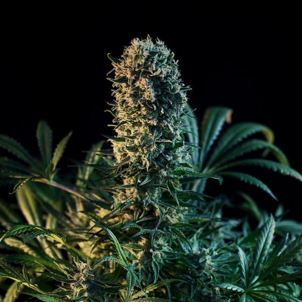 ROYAL MEDIC CBD FEM X1 ROYAL QUEEN SEEDS