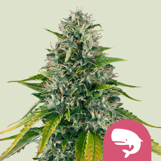 ROYAL MOBY FEM X100 ROYAL QUEEN SEEDS