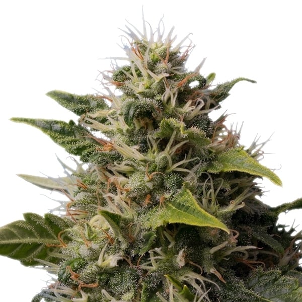 ROYAL MOBY X10 FEM ROYAL QUEEN SEEDS