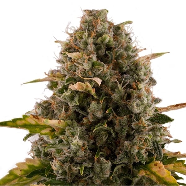 ROYAL MOBY X10 FEM ROYAL QUEEN SEEDS