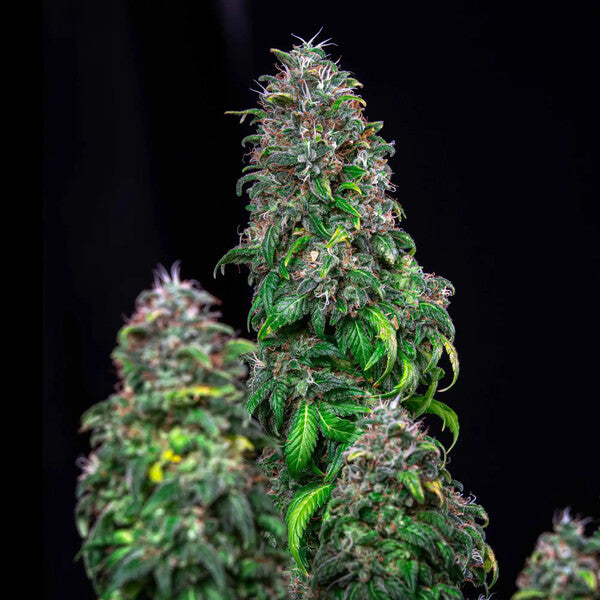 ROYAL MOBY X10 FEM ROYAL QUEEN SEEDS