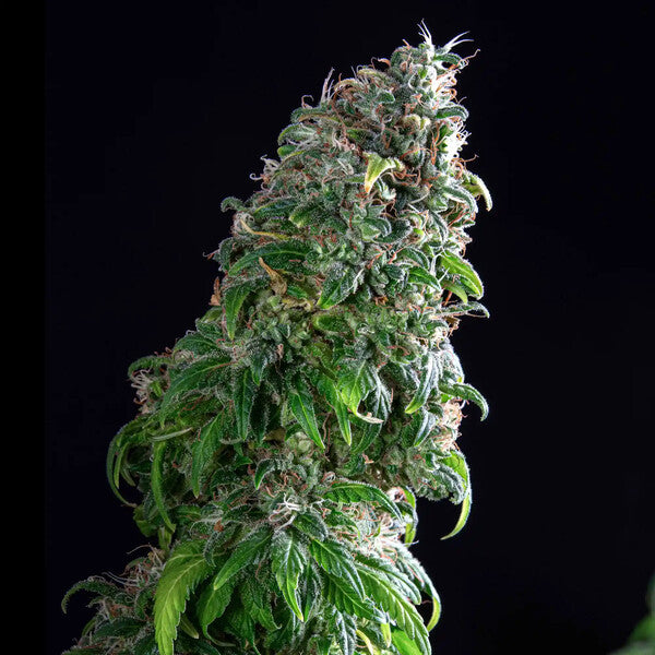 ROYAL MOBY X10 FEM ROYAL QUEEN SEEDS