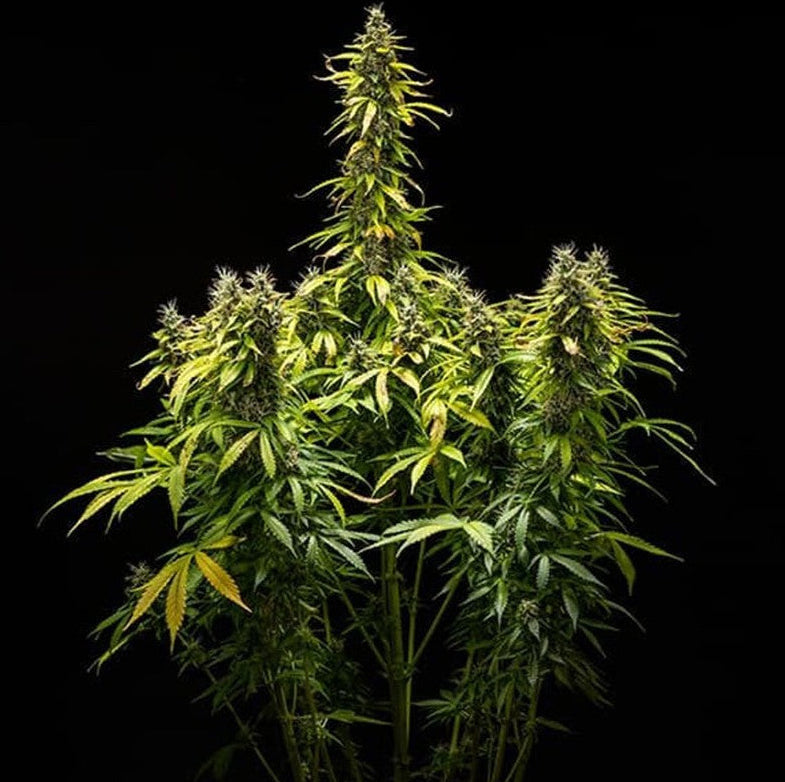 ROYAL RUNTZ AUTO X5 ROYAL QUEEN SEEDS