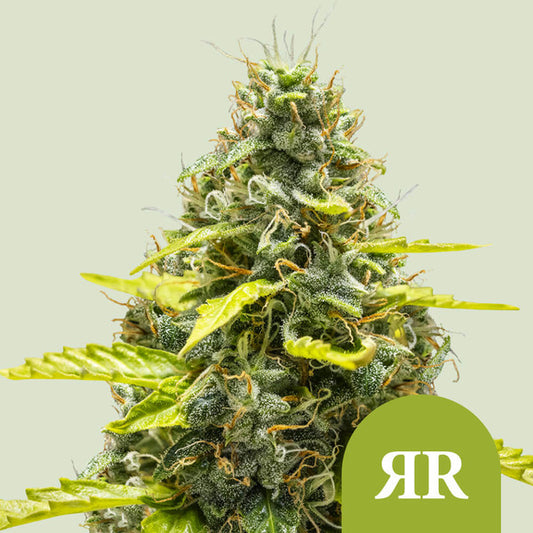 ROYAL RUNTZ AUTO X10 ROYAL QUEEN SEEDS