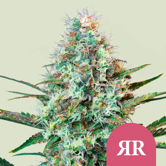 ROYAL RUNTZ FEM X 3 ROYAL QUEEN SEEDS