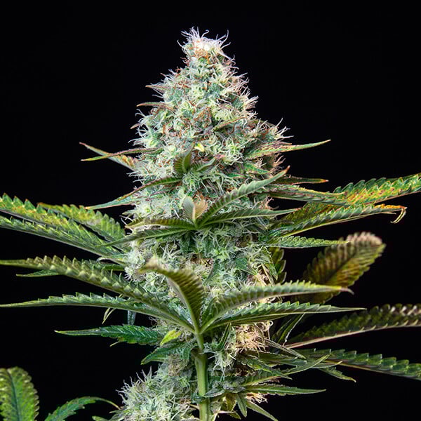 ROYAL RUNTZ FEM X 3 ROYAL QUEEN SEEDS
