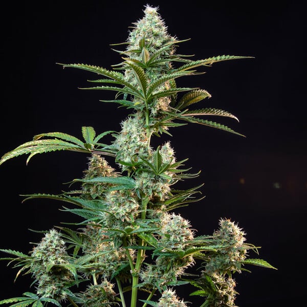 ROYAL RUNTZ FEM X 3 ROYAL QUEEN SEEDS