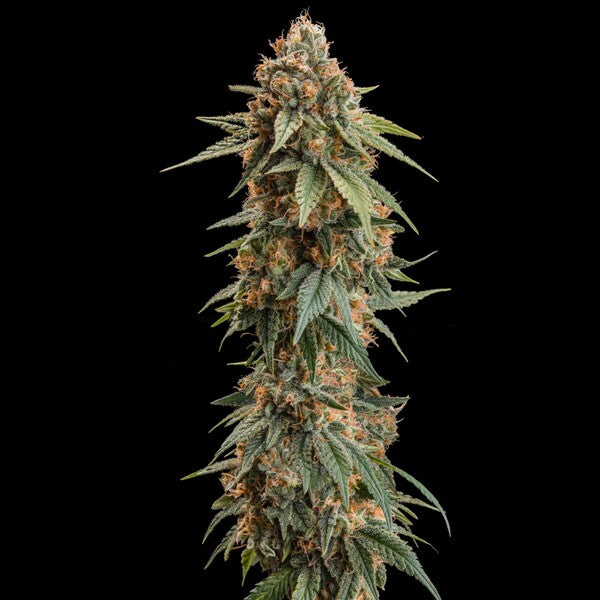 ROYAL SKYWALKER FEM X3 ROYAL QUEEN SEEDS