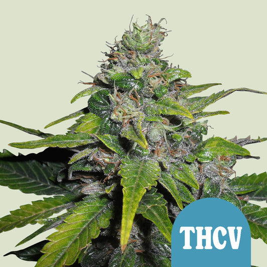 ROYAL THCV FEM X3 ROYAL QUEEN SEEDS