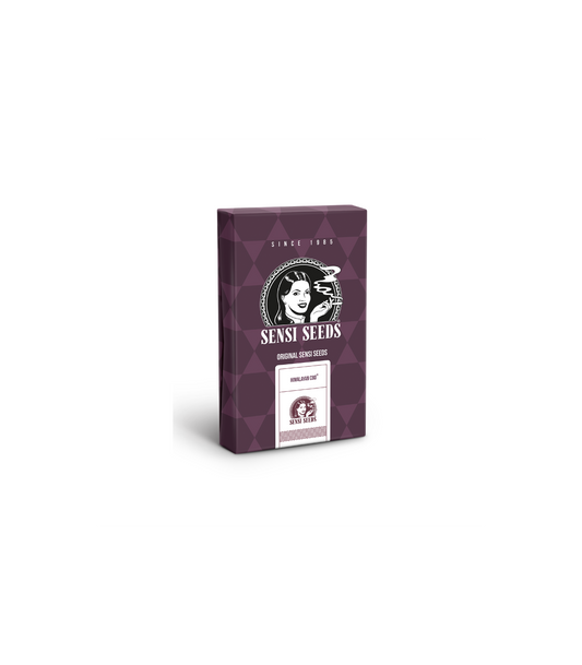 SENSI SEEDS HIMALAYA CBD 3UDS