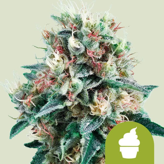 ROYAL CREAMATIC AUTO X1 ROYAL QUEEN SEEDS