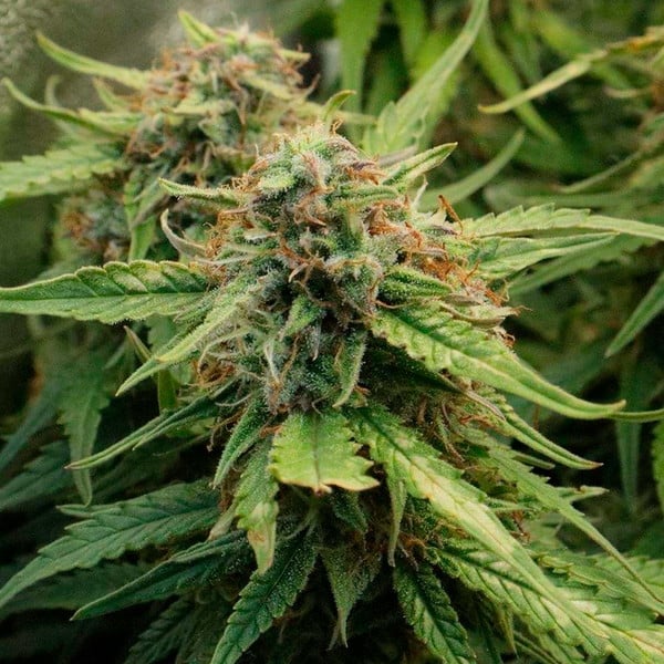 ROYAL CREAMATIC AUTO X5 ROYAL QUEEN SEEDS
