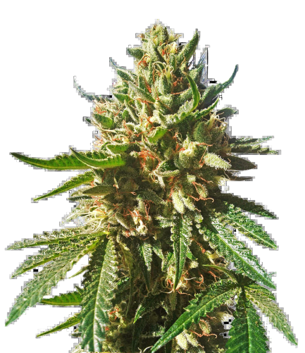 SHERBET QUEEN FEM X5 ROYAL QUEEN SEEDS