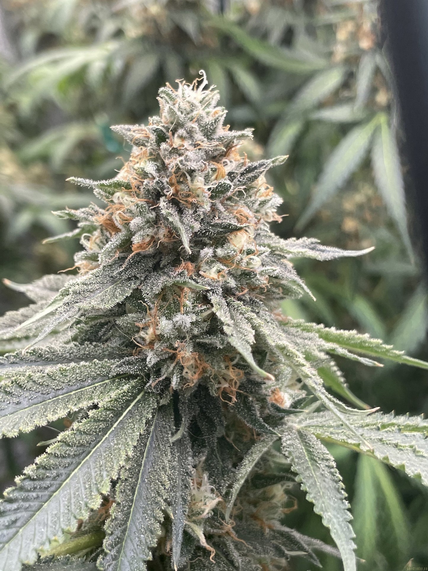 SHERBET QUEEN FEM X5 ROYAL QUEEN SEEDS