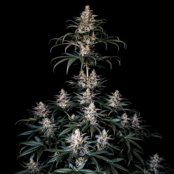 SHOGUN FEM X1 ROYAL QUEEN SEEDS