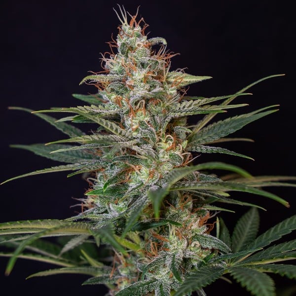 SHOGUN FEM X1 ROYAL QUEEN SEEDS
