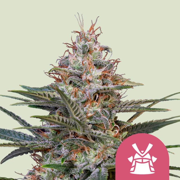 SHOGUN FEM X5 ROYAL QUEEN SEEDS