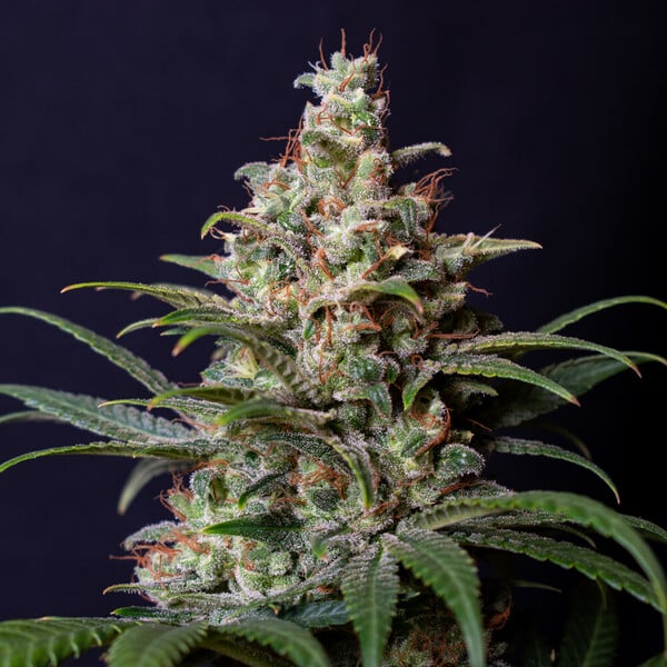 SHOGUN FEM X5 ROYAL QUEEN SEEDS