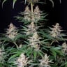SHOGUN FEM X1 ROYAL QUEEN SEEDS