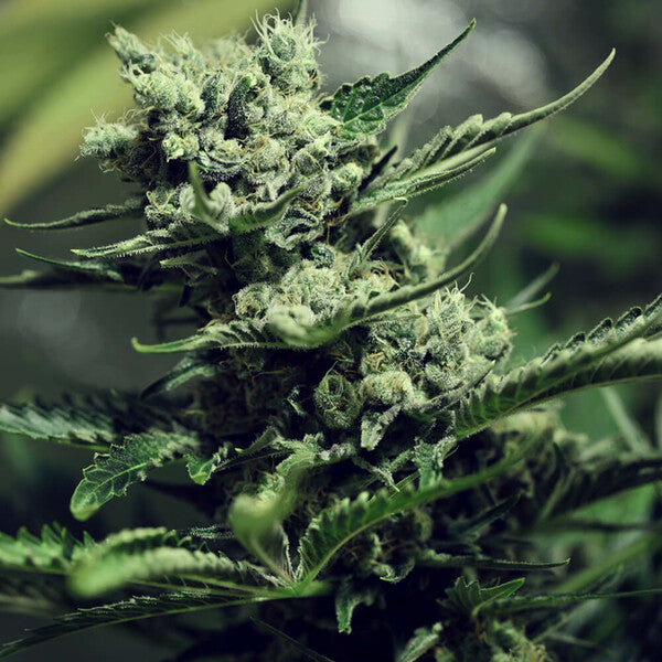 SKUNK XL FEM X3 ROYAL QUEEN SEEDS