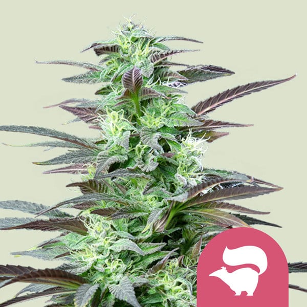 SKUNK XL FEM X3 ROYAL QUEEN SEEDS