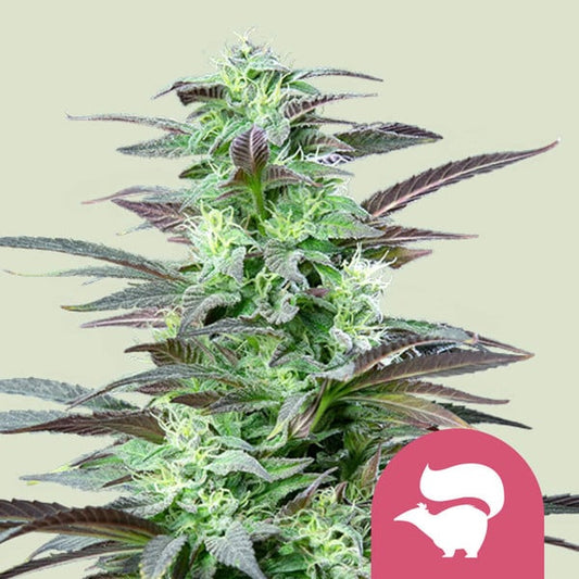 SKUNK XL FEM X100 ROYAL QUEEN SEEDS