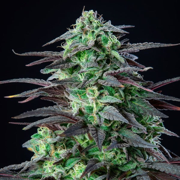 SKUNK XL FEM X3 ROYAL QUEEN SEEDS