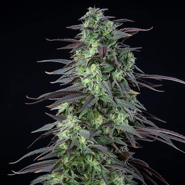 SKUNK XL FEM X1 ROYAL QUEEN SEEDS