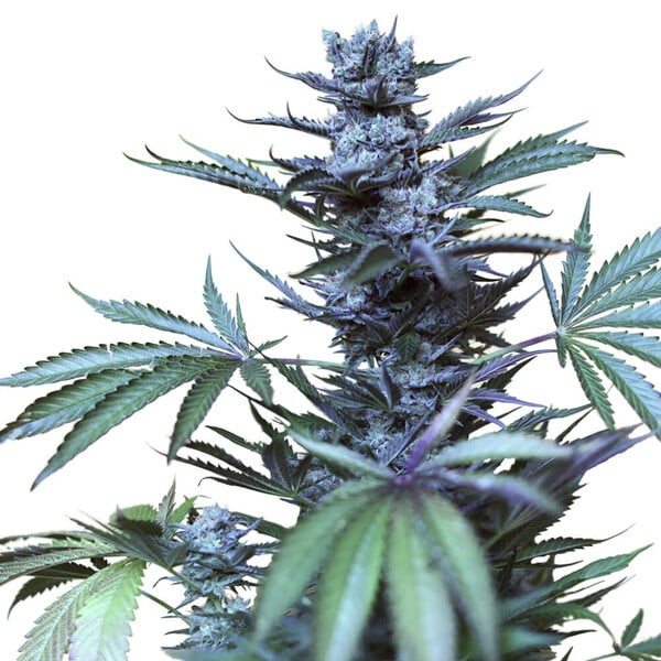 SKUNK XL FEM X1 ROYAL QUEEN SEEDS