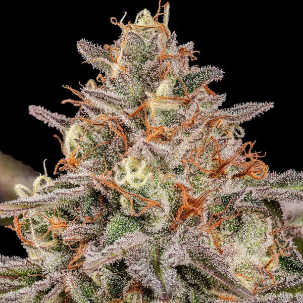 SOMANGO XL FEM X5 ROYAL QUEEN SEEDS