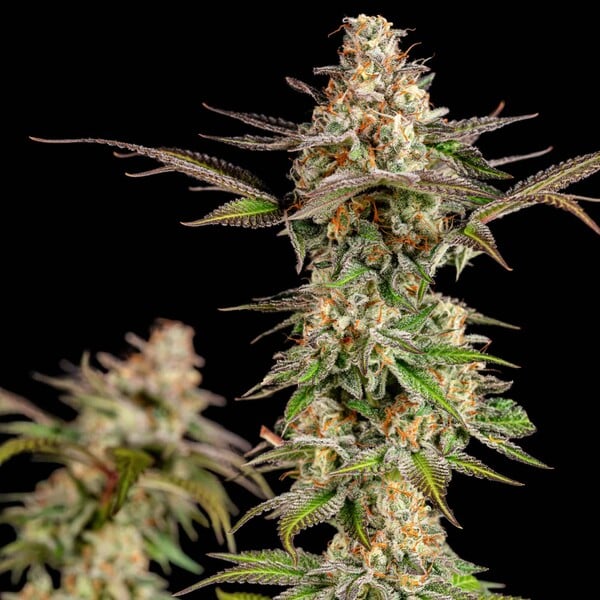 SOMANGO XL FEM X5 ROYAL QUEEN SEEDS