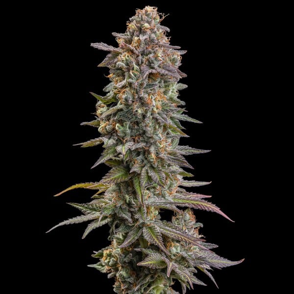 SOMANGO XL FEM X5 ROYAL QUEEN SEEDS