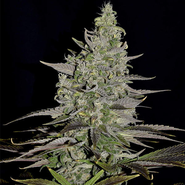 SOMANGO XL FEM X5 ROYAL QUEEN SEEDS
