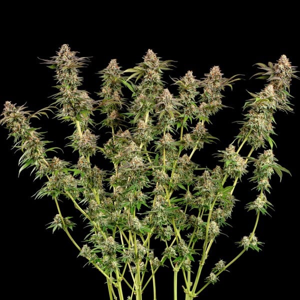 SOMANGO XL FEM X5 ROYAL QUEEN SEEDS