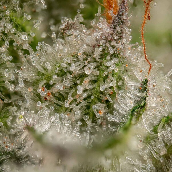 SOMANGO XL FEM X5 ROYAL QUEEN SEEDS