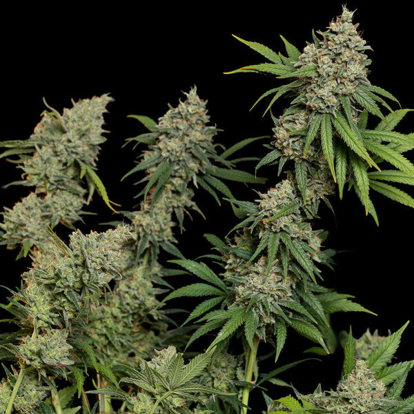 SOUR DIESEL FEM X1 ROYAL QUEEN SEEDS