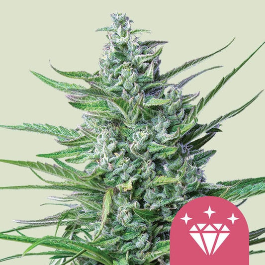 SPECIAL KUSH 1 FEM X100 ROYAL QUEENS SEEDS