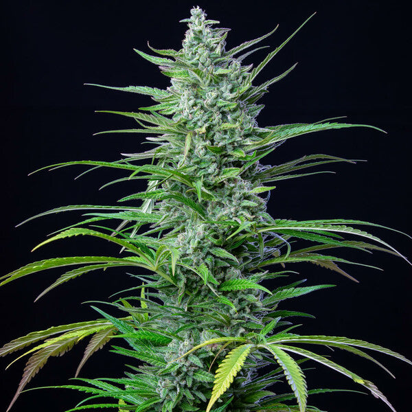 SPECIAL KUSH 1 FEM X100 ROYAL QUEENS SEEDS