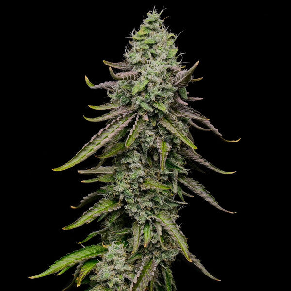 SPECIAL KUSH 1 FEM X100 ROYAL QUEENS SEEDS